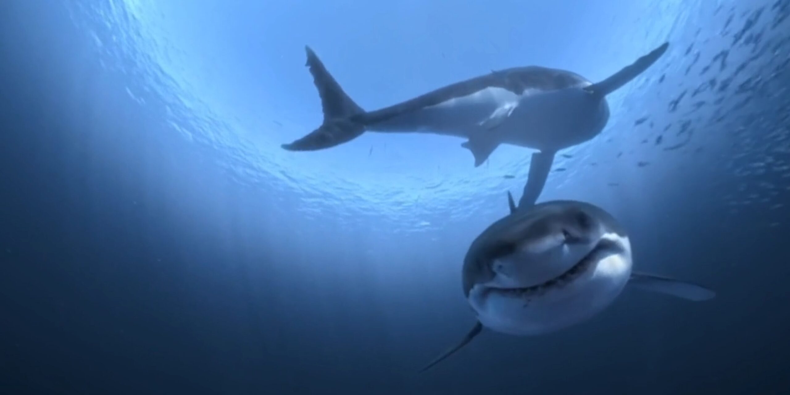 ClassVR Xplorer Headsets 9 Sharks through ClassVR headset